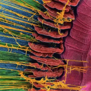 Print of Iris of the eye, SEM