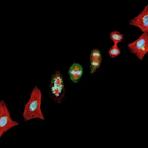 Mitosis Print: Cellular Division Process