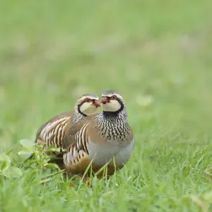 Red-legged Partridge Print - Norfolk Winter Landscape