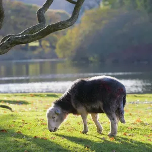 Herdwick Sheep Print at Friars Crag, Derwentwater