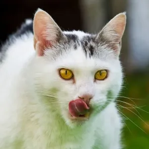 Cat Eats Cat Eats