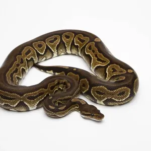 Black Pastel Ball Python Print Black Pastel Ball Python Print