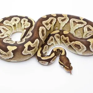 Royal Python Print - Mojave Razor Female Royal Python Print - Mojave Razor Female