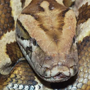 Captive Burmese python coiled up print