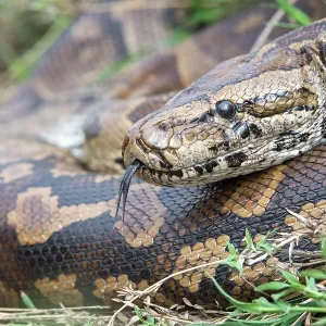 Le python de l'Afrique centrale (Python sebae) enroulé, parc national du Serengeti, Tanzanie. Le python de l'Afrique centrale (Python sebae) enroulé, parc national du Serengeti, Tanzanie.
