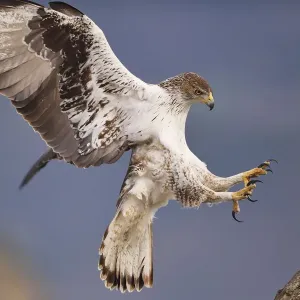 El águila de Bonelli o halcón pescador europeo, Hieraetus fasciatus o Aquila fasciata.