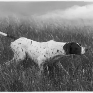 FALL / POINTER Print 1938 BANCHORY RITA