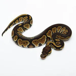 Black Head Double Het Albino Ghost Ball Python Print