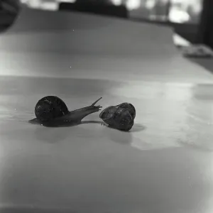 Conch Shell and Snail Print
