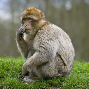 Macaco de Barbary (Macaca sylvanus)