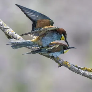 Bee-eater Print, Rhineland-Palatinate, Germany