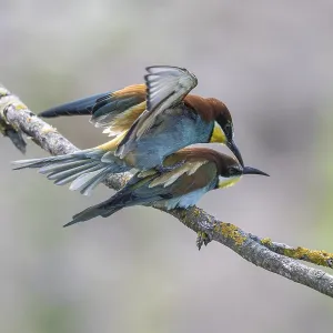 Meropide (Merops apiaster), accoppiamento.