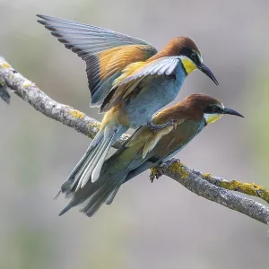Merlo (Merops apiaster), accoppiamento.