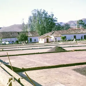 Coffee Drying and Processing Plant Print, 1962