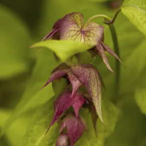 Leycesteria formosa Print