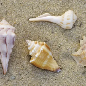 Ocean Snails, Shells Print Ocean Snails, Shells Print