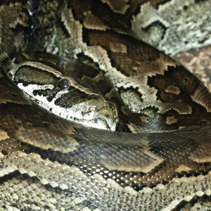 Le python de roche africain (Python sebae). Le python de roche africain (Python sebae).