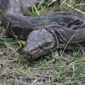 Python de roche africain, python de roche africain. Python de roche africain, python de roche africain.