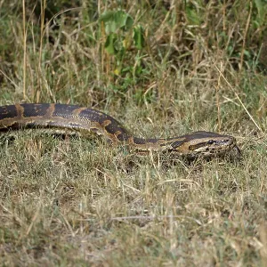 Python de Seba (Python sebae) Python de Seba (Python sebae)
