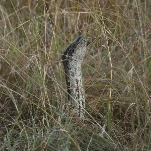 Python du désert, Python sebae. Python du désert, Python sebae.