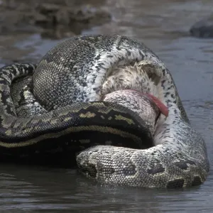 Python de roche africain (Python sebae) étreignant le pélican blanc. Python de roche africain (Python sebae) étreignant le pélican blanc.