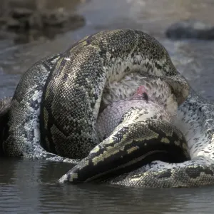 Python noir africain (Python sebae) étreignant le pélican blanc. Python noir africain (Python sebae) étreignant le pélican blanc.