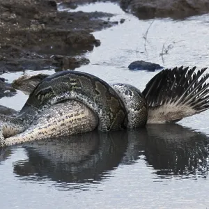 Python d'Afrique (Python sebae) étreignant le Pélican blanc. Python d'Afrique (Python sebae) étreignant le Pélican blanc.