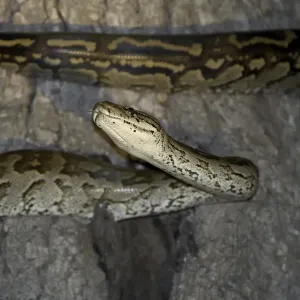 Python d'Afrique australe (Python natalensis) Python d'Afrique australe (Python natalensis)