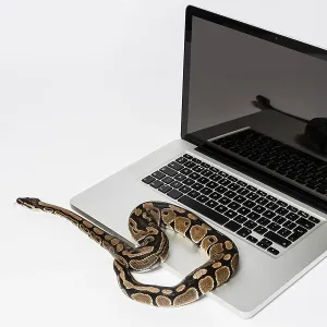 Python Images liées