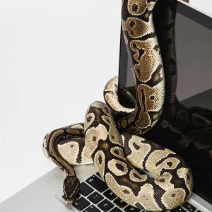 Python Images liées