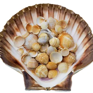 Shells Shells Print by ImageBROKER