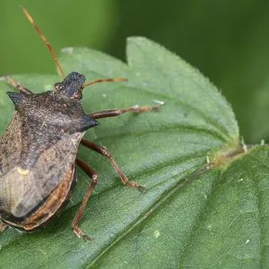 Shield Bug on Leaf Print