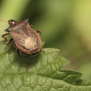 Shield Bug on Leaf Print