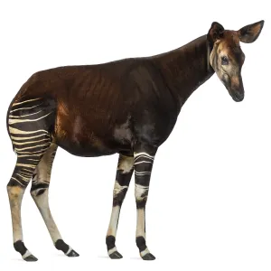 Vista lateral de un okapi en pie.