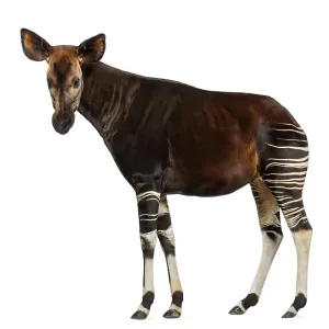 Okapi Side View Print - Okapia johnstoni