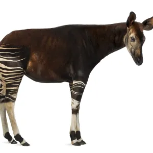 Okapi Side View Print - Okapia johnstoni