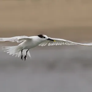 Le tern de Cabot.