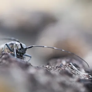 Marco Print of Female Pine Sawyer Beetle Imago