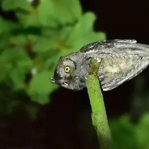 Le Petit Dombéil Le Petit Dombéil
