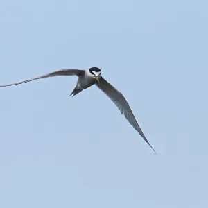 Peruvian Tern Print from Agami Peruvian Tern Print from Agami