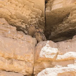 Le Pharaoh d'Aigle-Granddard, Bubo ascalaphus. Le Pharaoh d'Aigle-Granddard, Bubo ascalaphus.