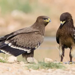 Aigle de steppe.