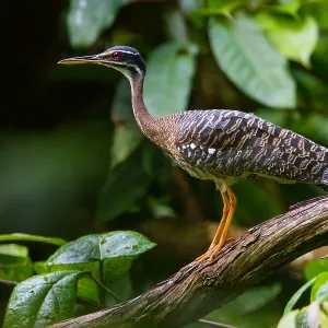 Sunbittern