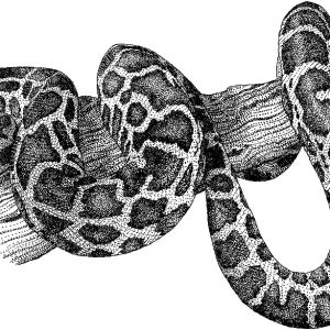 Burmese Python Print - A Burmese Python in Pen and Ink