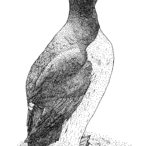 Common Murre Pen and Ink Print Common Murre Pen and Ink Print