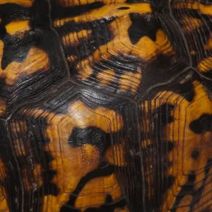 Eastern Box Turtle Shell Print