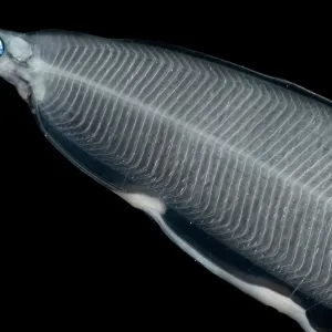 Larval Eel Print Larval Eel Print
