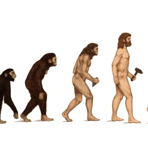Human Evolution Print: Male Hominid Lineage