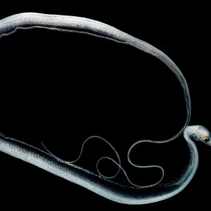 Snipe Eel Print Snipe Eel Print