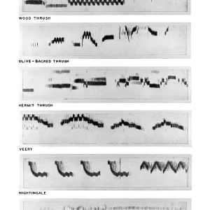 Bird Sound Spectrograms Print